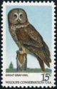 Great Grey Owl (Strix nebulosa)
